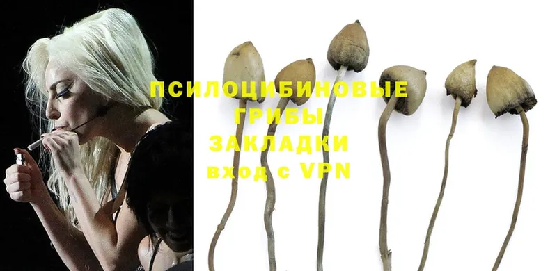 Псилоцибиновые грибы Psilocybe  как найти закладки  Николаевск 